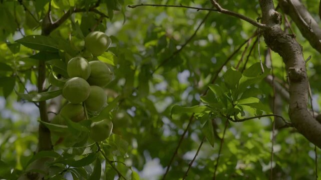 Cluster of raw green almonds hanging from a branch in an orchard in Morocco. Dappled sunlight on fuzzy unripe drupes ready for seasonal agricultural harvest.