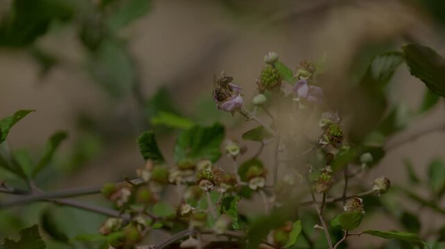 Close-up of a bee pollinating wild blackberry blossoms and unripe fruit on thorny brambles in Morocco. Natural daylight highlights the insect on flowers.