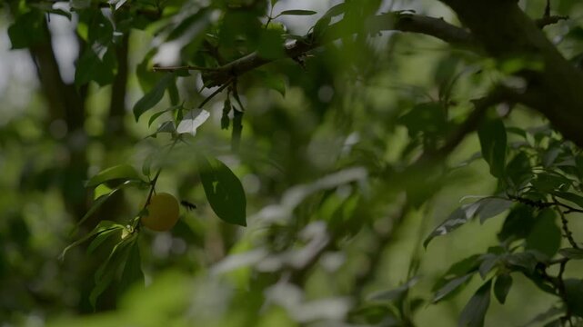 Ripe fuzzy peach hanging from a tree branch in a sunlit orchard in Morocco. Dappled natural light highlights fresh stone fruit ready for seasonal agricultural harvest.