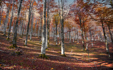 Obraz premium When the last rays of the sun set fire to the golden foliage of the autumn forest