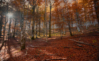Obraz premium When the evening falls gently and lights up the magic of the foliage in the woods