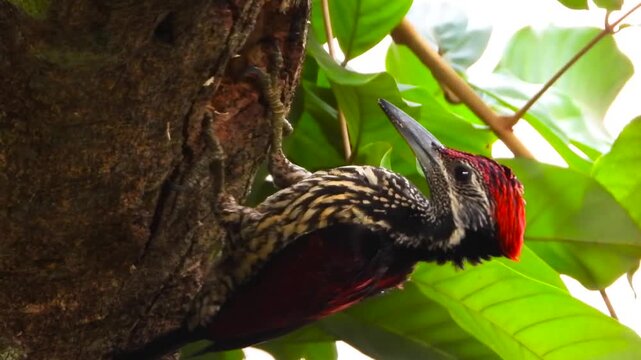 A Crimson-backed Flameback, a woodpecker endemic to Sri Lanka, forages on a moss-covered tree trunk in a tropical rainforest, its crimson crest standing out against green foliage.