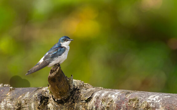 blue-and-white swallow, Schwarzstei&szlig;schwalbe (Pygochelidon cyanoleuca, Syn.: Notiochelidon cyanoleuca)