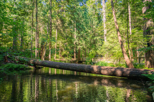 Vancouver Capilano Suspension Bridge Park 