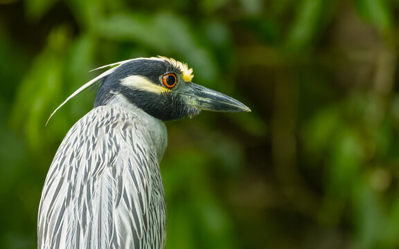 adulter Nachtreiher (Nycticorax nycticorax)