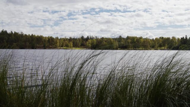 Long grasses sway at the edge of a freshwater pond with a mixed tree line and broken cloud sky in the distance.
