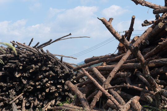Disorderly stacked felled wood and branches on an outdoor open ground, with a clear blue sky and white clouds in the background.
