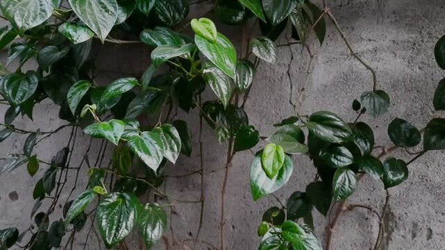 Green betel leaf plants trailing over bamboo trellises and cement walls.