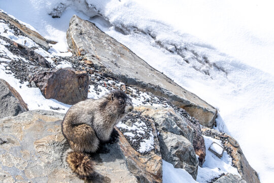 Close up of a marmot on a rock in snow on Whistler Mountain in Canada