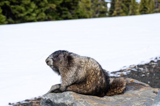 Close up of a marmot on a rock in snow on Whistler Mountain in Canada