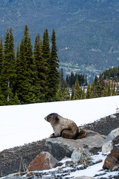 Close up of a marmot on a rock in snow on Whistler Mountain in Canada
