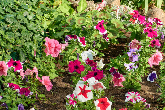 beautiful blooming multi-colored petunia buds in the spring evening city flower bed near the house. background for designer, artist, screensaver, desktop, wallpaper