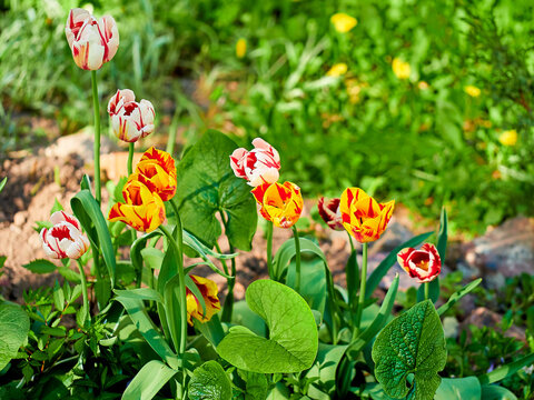 tulips close-up in a green flower bed on a beautiful sunny spring day. background for designers, artists, computer desktop