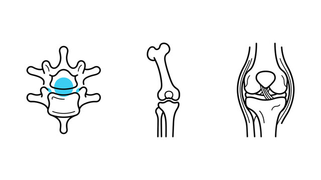 Orthopedic Spine Vertebra Disc Femur Hip Joint Knee ACL PCL Line Icon Set