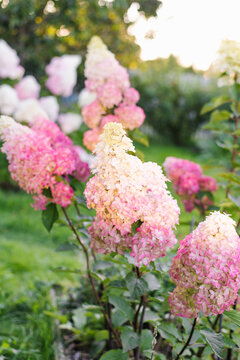 Hydrangea Paniculata Fraise Melba Flowers Garden