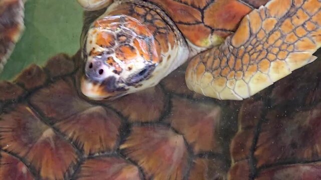 Close-up of a hawksbill sea turtle showing its face, nostrils, eyes and distinctive flippers. Several hawksbill turtles swim nearby in a group. 4K