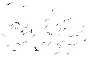 Silhouettes of birds in flight against a stark white background © schankz