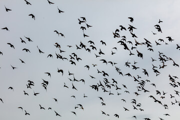 Fototapeta na wymiar Black birds soar in dense, scattered formation against pale sky