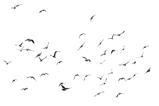 Silhouettes of birds in flight against a stark white background
