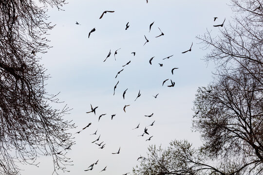 Silhouettes of birds fly above bare tree branches