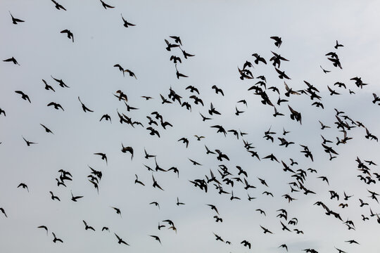Black birds soar in dense, scattered formation against pale sky