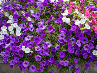 Obraz premium Abundant purple, white and pink petunias in full bloom forming a colorful ornamental flower display, ideal for gardening, landscaping and vibrant floral background concepts.