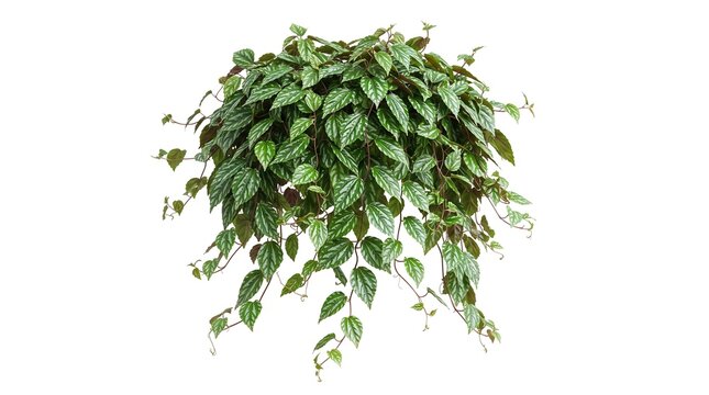 Set of Green Cissus Leaves and Javanese Treebine Vine Isolated on White Background
