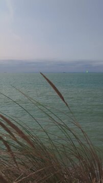 Calm sea view with beach grass swaying in the wind on a coastal dune. Vertical footage.