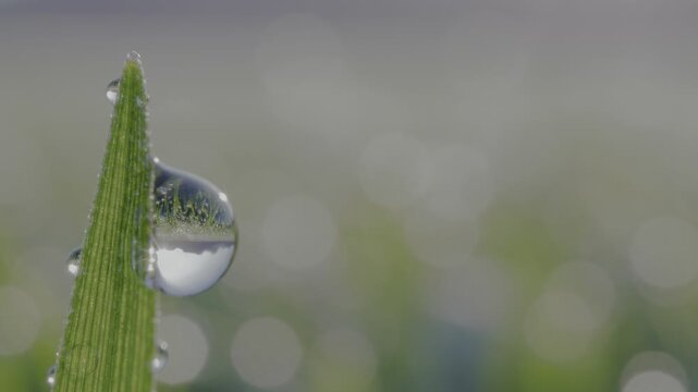 Morning dewdrop balanced on single green blade of grass.
