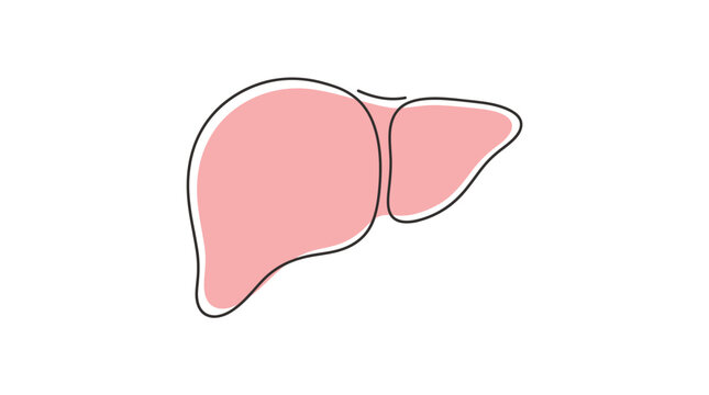 Human liver vector illustration featuring minimalist pink aesthetic design for medical and healthcare educational project purposes