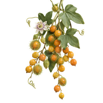 Wild Passiflora Feotida Polymer