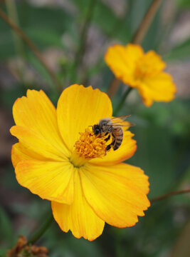 Bee Pollinating Yellow Flower, Rural East Texas