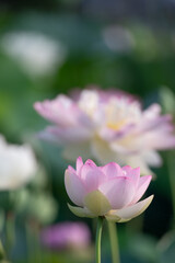 Obraz premium 美しく咲き誇るピンクのハスの花と緑の葉