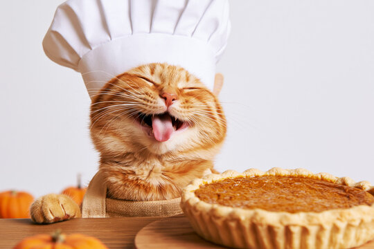 Proud cat in chef hat beside pumpkin pie in metal tin on wooden table