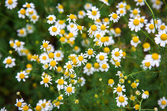 Common wild chamomile flowers growing naturally among green grass and vegetation in a meadow. Small white daisy-like blossoms with yellow centers in a natural outdoor setting, creating a fresh summer