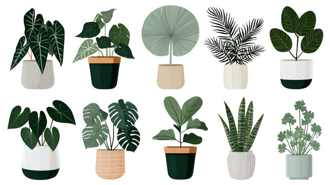 Trendy potted plant set for home with alocasia, begonia, fan palm, monstera, ficus, strelitzia, and oxalis, colored flat vector illustration isolated on white background