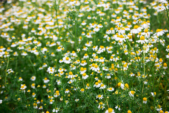 Common wild chamomile flowers growing naturally among green grass and vegetation in a meadow. Small white daisy-like blossoms with yellow centers in a natural outdoor setting, creating a fresh summer