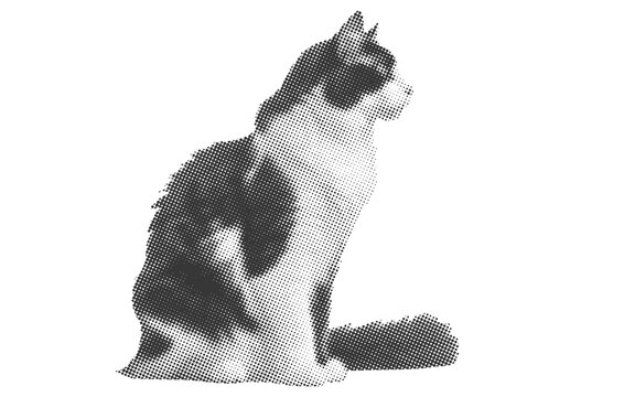 Black And White Cat Sitting Side View Vector Illustration. Fluffy Domestic Cat Portrait Isolated On White Background. Realistic Feline Pet Animal Symbol For Design Or Print.