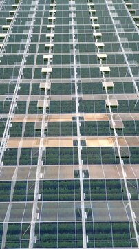 Aerial footage of a modern greenhouse complex. Top-down view of industrial farming, showcasing agritech and sustainable food production.