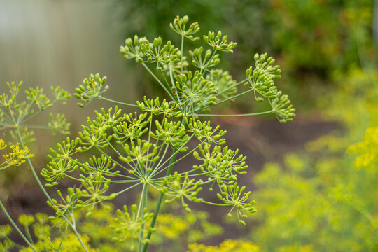 Fresh dill umbel flower with green seeds growing in the garden in summer
