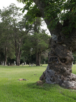 Old Catalpa Worm Tree in Athens City Cemetery in Athens TX