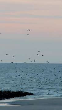 Large flock of birds flying over ocean waves at a serene beach during a colorful sunset. Vertical video.