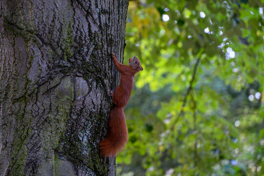 Squirrel Climbing Tree captured interacting naturally in an outdoor setting, in a natural environment, under daylight, with a natural mood, suitable for wildlife, conservation.