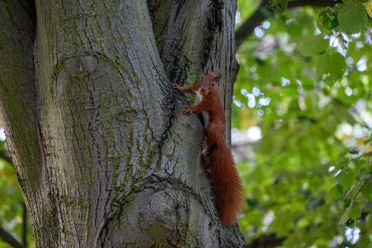 Squirrel Climbing Tree Trunk captured interacting naturally in an outdoor setting, in a natural environment, under daylight, with a natural mood, suitable for wildlife, conservation.
