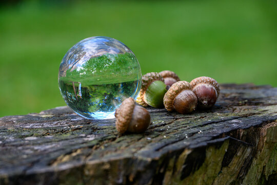 Nature's Bounty: A Close-up presented in a natural scene in an outdoor setting, in a natural environment, under daylight, with a natural mood, suitable for wildlife, conservation.