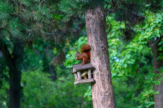 Squirrel in a Birdhouse presented in a natural scene in an outdoor setting, in a natural environment, under daylight, with a natural mood, suitable for wildlife, conservation.