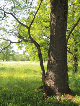 Sunlit Oak Tree Trunk in a Green Spring Meadow.

