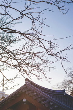 Traditional Korean Hanok tiled roof beneath bare tree branches against a clear winter sky in South Korea
