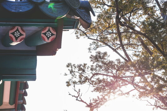 Low angle close-up of traditional Korean Dancheong painted roof eaves with pine branches and sunlight, South Korea