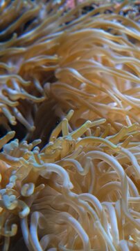 Vertical video of bubble-tip anemone (Entacmaea quadricolor) swaying in the water flow